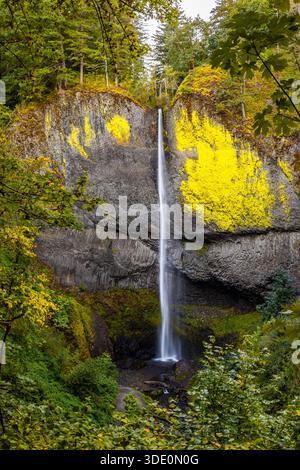 A stunning view of Latourell Falls, an impressive single-plunge waterfall cascading over a sheer wall of bright yellow-green moss-covered columnar bas Stock Photo