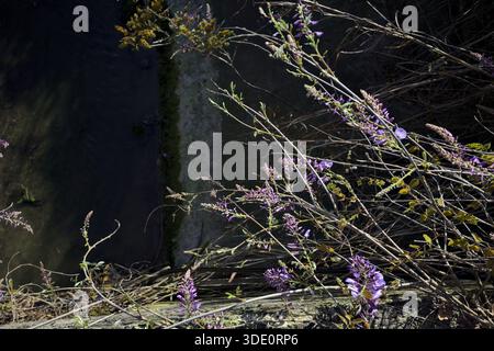 Wisteria growing over a stream of water in the shade seen from above Stock Photo