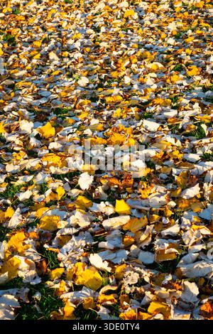 Sunlit autumn leaves in yellow and orange colors on the forest floor Stock Photo