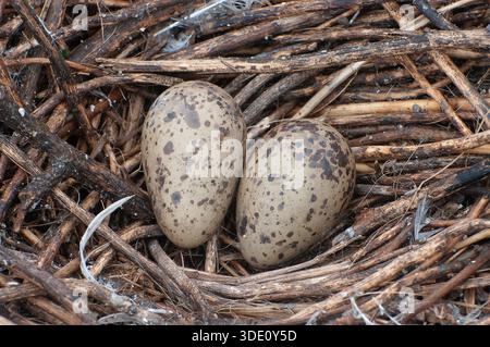 Birds' eggs at Musambwa Island in Lake Victoria. Musambwa Island is famous for being the largest breeding colony of this species in Africa, hosting te Stock Photo