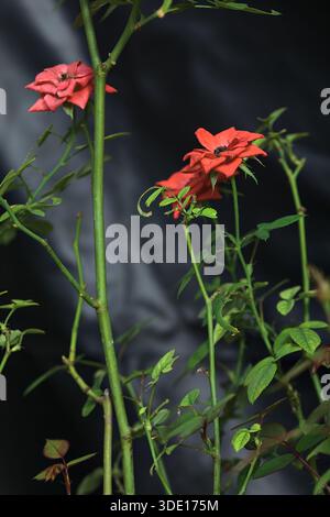 Orange miniature roses in bloom seen up close Stock Photo - Alamy
