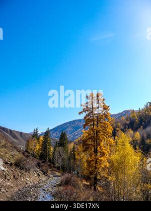 Tall golden larch tree in autumn mountain valley against blue sky - Vertical nature Stock Photo