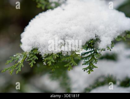 Detailed close-up of green thuja branches covered with thick white snow. Stock Photo