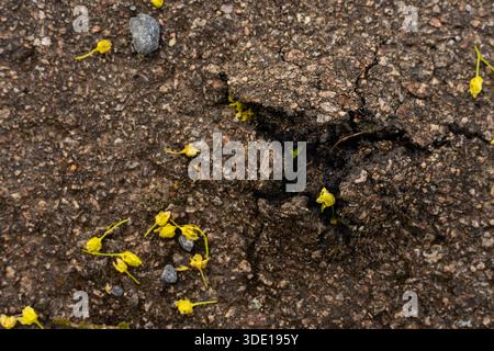 Cracked asphalt with small yellow flower petals and pebbles - macro texture from Czech countryside Stock Photo