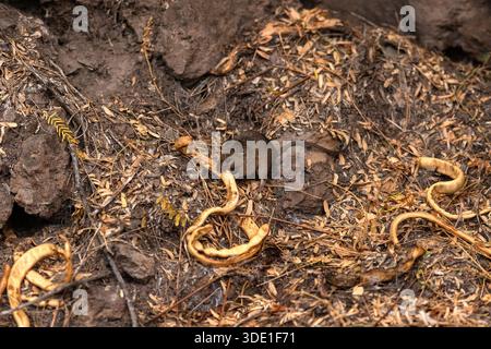 House mouse eating seed pod Stock Photo