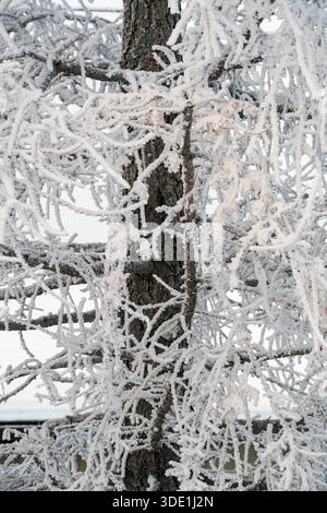 Rime frost on a frozen Siberian larch tree in winter. Larix sibirica Stock Photo