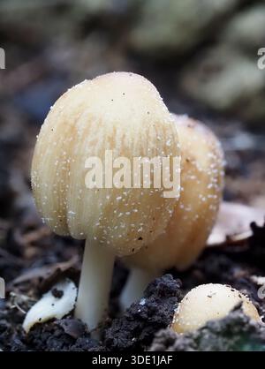 Mica Cap mushrooms, Coprinellus micaceus. Plymouth, UK. Stock Photo