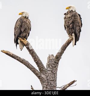 Pair of Bald Eagles Haliaeetus leucocephalus perched on dead branch - raptor / bird of prey in United States Stock Photo