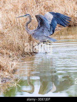 Great blue heron Ardea herodias wading bird w/ wings spread outstretched in river - shallow water habitat display hunting fishing & standing behavior Stock Photo