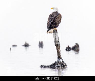 Bald Eagle - mature Haliaeetus leucocephalus perched on decaying tree stump / branch - raptor / bird of prey in United States Stock Photo