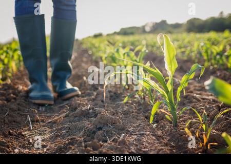 Maize crop. Farmer standing in corn field. Agronomist control growing agricultural plants. Organic farming Stock Photo