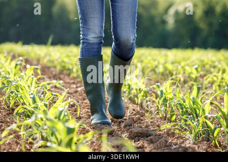 Farmer walking in corn field. Agronomist control growing agricultural plants. Organic farming Stock Photo