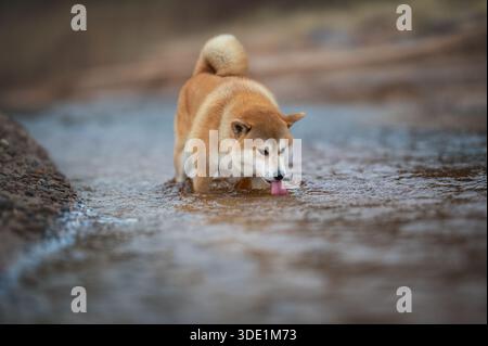 A red Shiba inu dog is drinking water from a river. Stock Photo