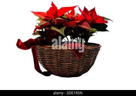 Poinsettia plant with vibrant red bracts in a woven wicker basket tied with a velvet ribbon. A classic indoor Christmas decoration for the holidays. Stock Photo