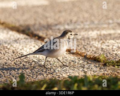 White Wagtail (Motacilla alba) standing and walking on grassy ground, small passerine, natural behaviour, open habitat, Europe. Stock Photo