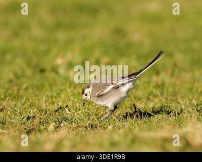White Wagtail (Motacilla alba) standing and walking on grassy ground, small passerine, natural behaviour, open habitat, Europe. Stock Photo