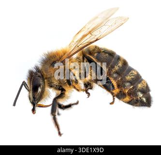 detail of bee or honeybee in Latin Apis Mellifera, european or western honey bee isolated on the white background Stock Photo