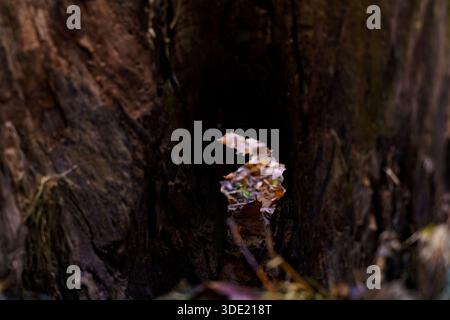 Water gathers inside a hollow section of a tree trunk. Several brown and yellow leaves float on the surface, creating a natural scene. Stock Photo