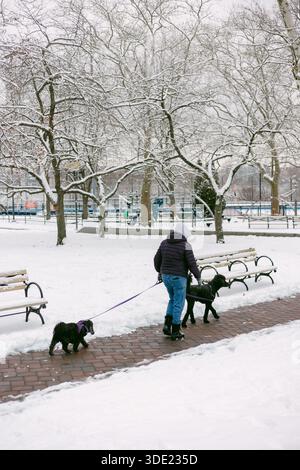 A person walks two dogs along a snow-covered path in a park. The trees are white with snow. Stock Photo