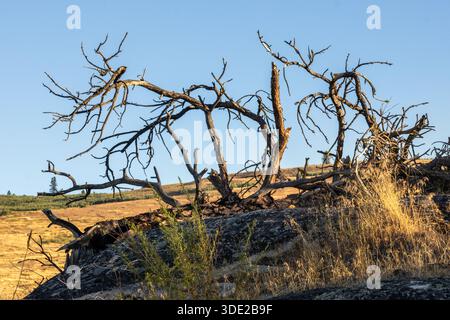 Dead branches rise from fallen tree trunk in the morning sun Stock Photo