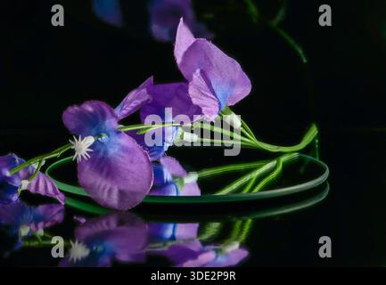 Delicate blossoms on a reflective black background Stock Photo