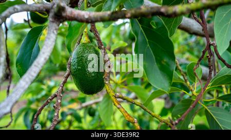 Green avocado growing on a tree Stock Photo