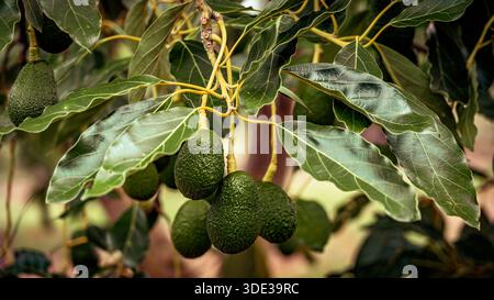 Green avocado growing on a tree Stock Photo