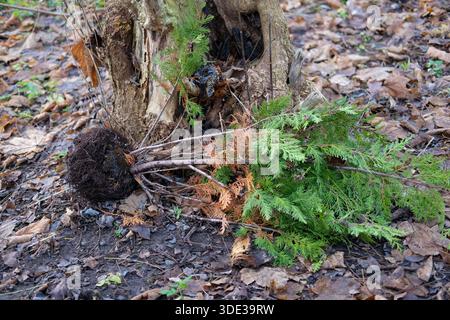 Small uprooted conifer with exposed root ball lying on leaf-covered soil beside hollow deciduous tree base, rough bark, dark cavity. Stock Photo