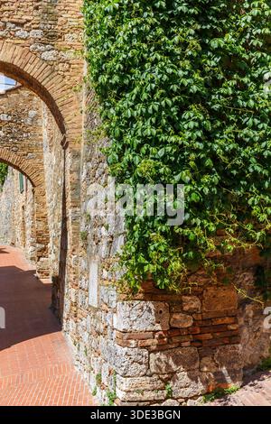 Climbing plants on a wall in an alley Stock Photo