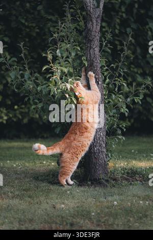 Ginger tabby cat scratching its claws on a tree trunk in a lush green backyard. Stock Photo