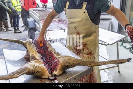 Driven hunting in Schoenbuch. In autumn, hunters go hunting for wild boar and deer. After the hunt is over, the killed animals are broken up in a fair Stock Photo