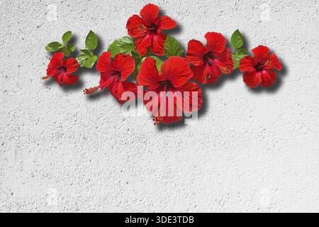 Red hibiscus on white roughcast wall for background or copy space texture Stock Photo