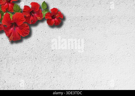 Red hibiscus on white roughcast wall for background or copy space texture Stock Photo