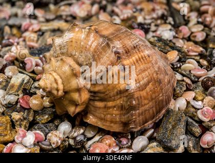 Large Brown Veined Rapa Whelk Shell on Small Colorful Pebbles Stock Photo