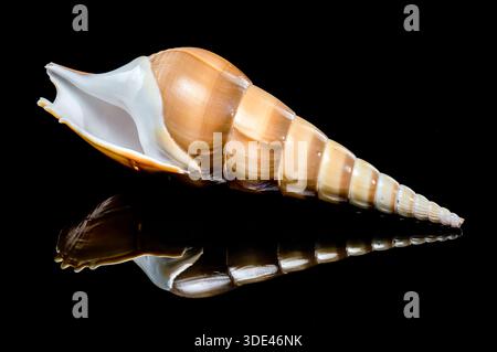 Long Shinbone Tibia Fusus Shell on Black Reflective Background Stock Photo