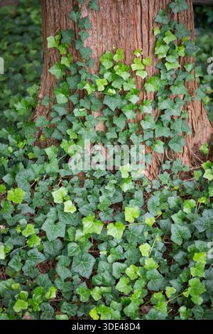 Ivy Growing on Tree Trunk Stock Photo
