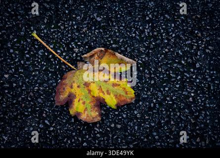 A solitary fallen Sycamore leaf lying on a tarmac path Stock Photo