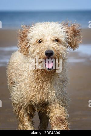 A gorgeous apricot coloured Labradoodle dog, playing happily on a beach in Blackpool, Lancashire, UK Stock Photo