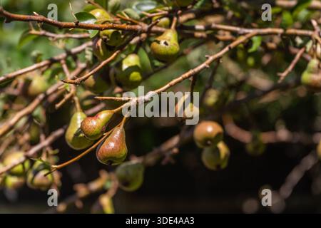 Sun-kissed baby pears growing on branch in summer light Stock Photo