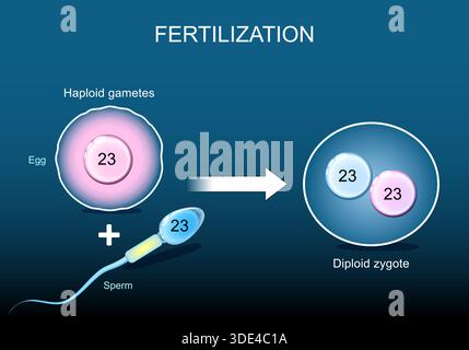 sperm cell, male reproductive cell, or gamete, in anisogamous forms of ...