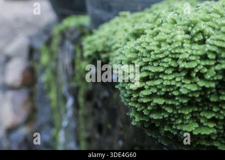 Lush green moss patch growing wild on damp dark stone surface showing vibrant natural texture and organic detail with fresh peaceful mood in garden en Stock Photo
