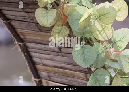 Close up view showing artificial green leaf decoration hanging on brown woven bamboo wall creating natural calm atmosphere with rustic texture details Stock Photo