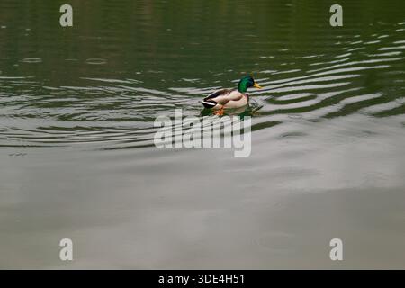A male mallard swims alone across a calm lake surface. Rain drops create ripples and soft patterns around the bird. Stock Photo