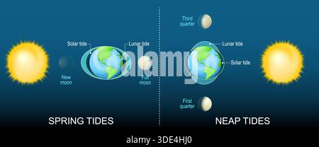 Different between Neap tide and Spring tide. Solar and Lunar tides. Influence of the Sun and the phases of the Moon on water of the world ocean on pla Stock Vector