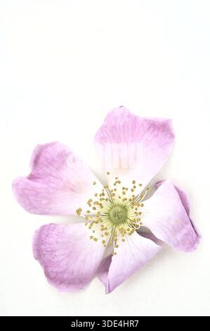 Single dark pink and white open flowerhead of Dog rose with petals curling and soon to drop Stock Photo