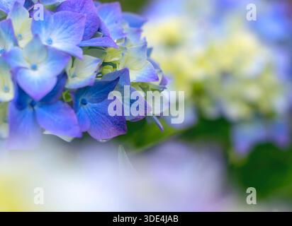 Delicate atmospheric background of yellow and blue hydrangea flowers in a garden. Close-up with selective focus, soft bokeh and dreamy light, ideal fo Stock Photo
