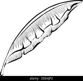 Vector line illustration of single banana leaf with detailed veins, isolated on white background, clean tropical botanical graphic for logos, prints, packaging, posters and modern design projects. Stock Vector