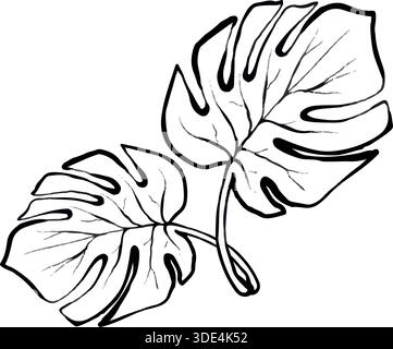 Vector line illustration of monstera leaves with curved stem, isolated on white background, clean tropical botanical graphic ideal for logos, prints, packaging, posters and modern design projects. Stock Vector