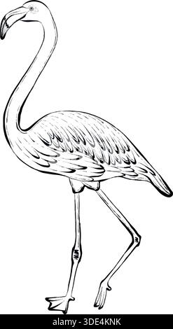 Vector line illustration of flamingo bird in profile, isolated on white background, tropical wildlife graphic ideal for logos, prints, packaging, posters and modern nature themed design projects. Stock Vector