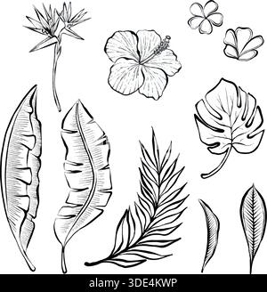 Tropical botanical elements set with leaves and flowers in detailed vector line illustration, on white background, clean graphic collection ideal for logos, prints, packaging, posters and branding. Stock Vector